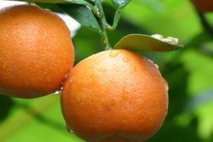 nature, Fruit, Orange (fruit)