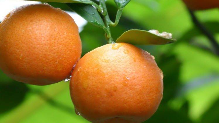 nature, Fruit, Orange (fruit) HD Wallpaper Desktop Background