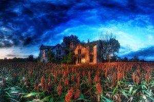 house, HDR, Clouds, Cabin, Plants, Trees, Nature, Abandoned