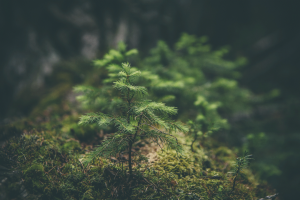macro, Nature, Forest, Trees, Green