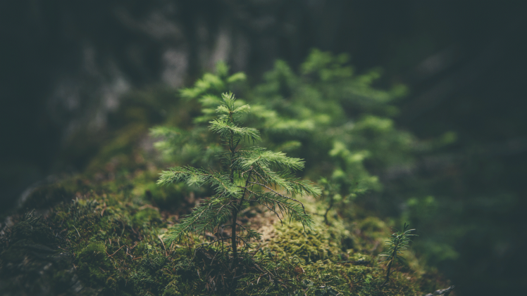 macro, Nature, Forest, Trees, Green HD Wallpaper Desktop Background