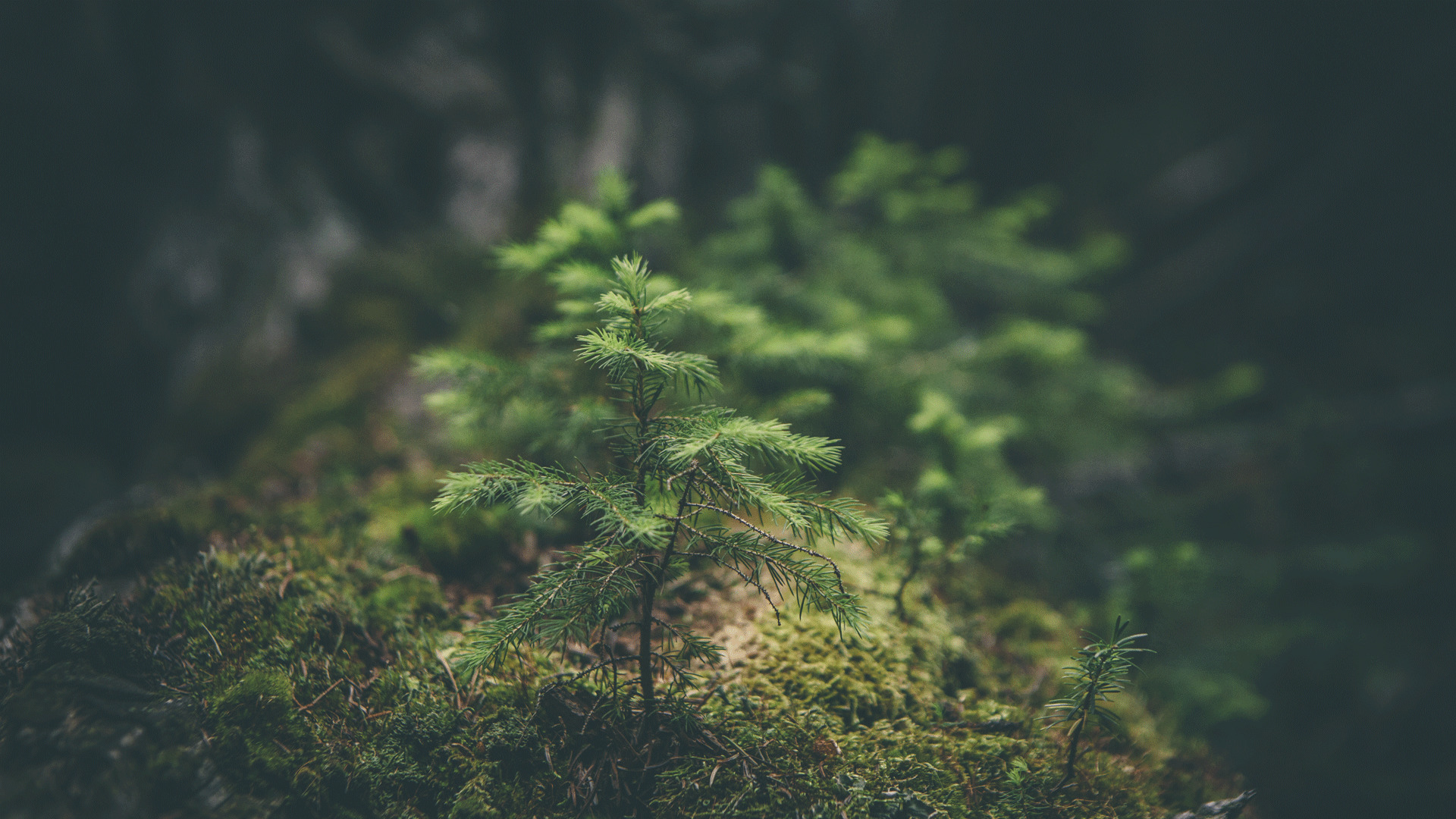 macro, Nature, Forest, Trees, Green Wallpaper