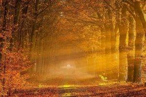 nature, Trees, Forest, Fall, Sunlight, Branch, Leaves, Sun Rays, Park, Path, Mist, Couple