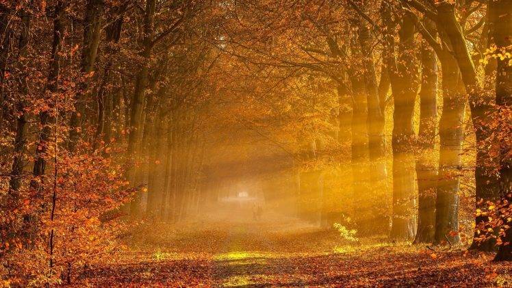 nature, Trees, Forest, Fall, Sunlight, Branch, Leaves, Sun Rays, Park, Path, Mist, Couple HD Wallpaper Desktop Background