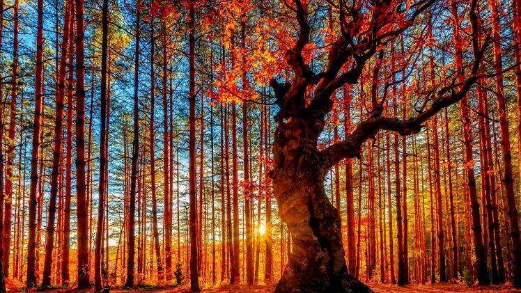 nature, Trees, Fall, Sun, Branch, Leaves, Colorful, Clouds, HDR, Sun Rays, Bulgaria, Pagan Sanctuary, Belintash, белинташ, People HD Wallpaper Desktop Background