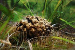 nature, Grass, Cones, Pine Cones, Ground, Depth Of Field, Leaves, Plants