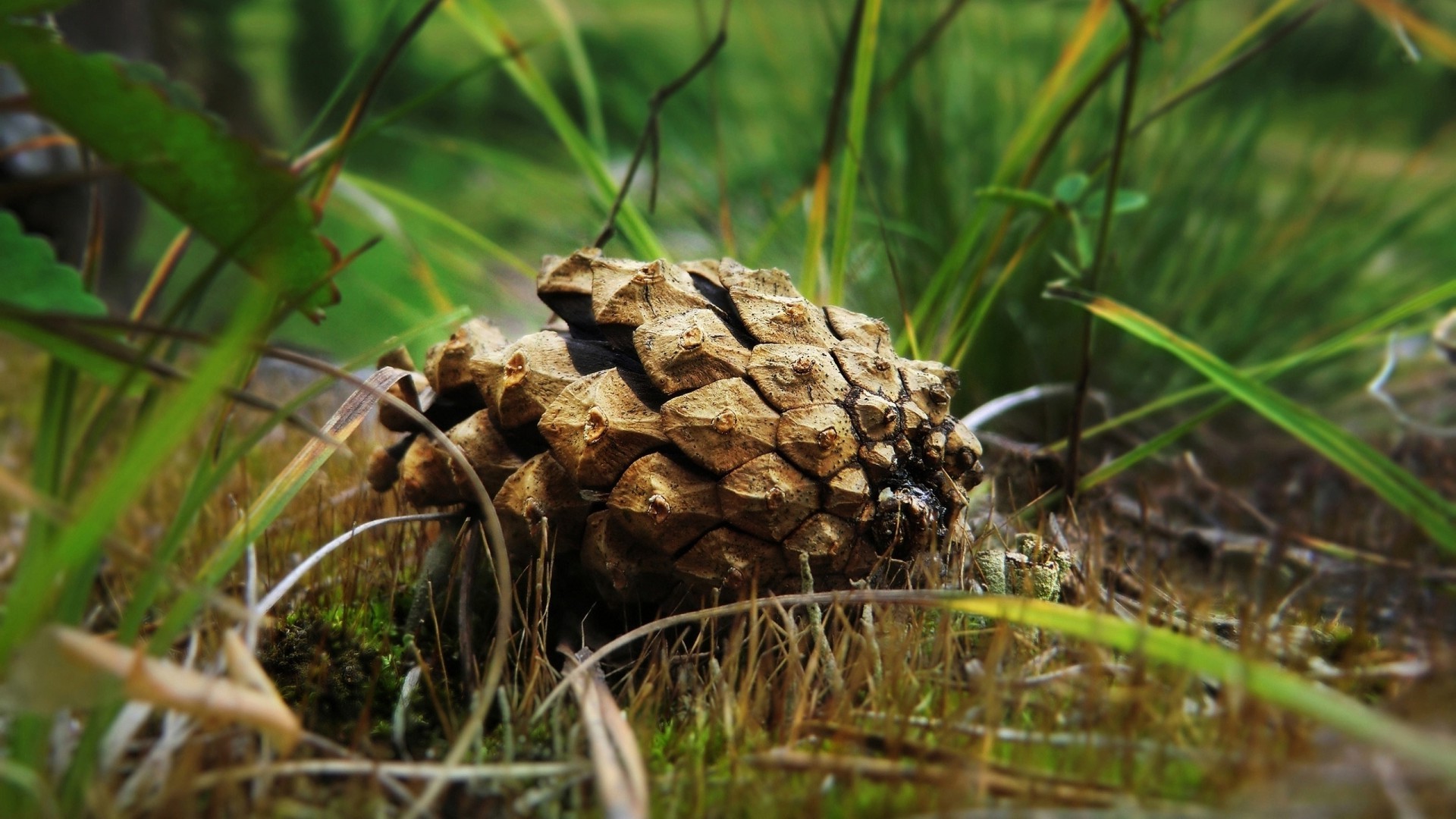nature, Grass, Cones, Pine Cones, Ground, Depth Of Field, Leaves, Plants Wallpaper