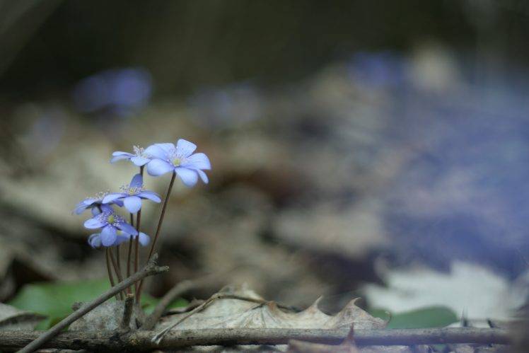 nature, Flowers, Forest, Depth Of Field, Blue Flowers, Macro, Twigs HD Wallpaper Desktop Background