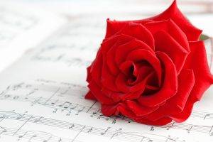 rose, Flowers, Red, Red Flowers, Musical Notes, Music, Macro