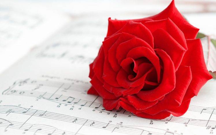 rose, Flowers, Red, Red Flowers, Musical Notes, Music, Macro HD Wallpaper Desktop Background