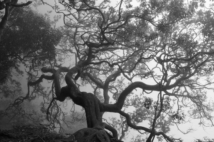 trees, Monochrome, Branch, Nature, Spooky HD Wallpaper Desktop Background