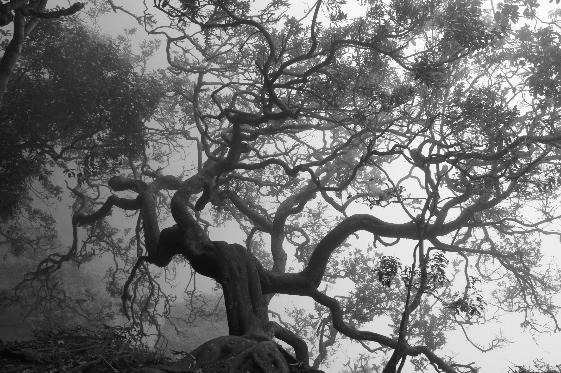 trees, Monochrome, Branch, Nature, Spooky Wallpaper