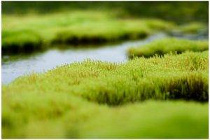 grass, River, Closeup, Depth Of Field