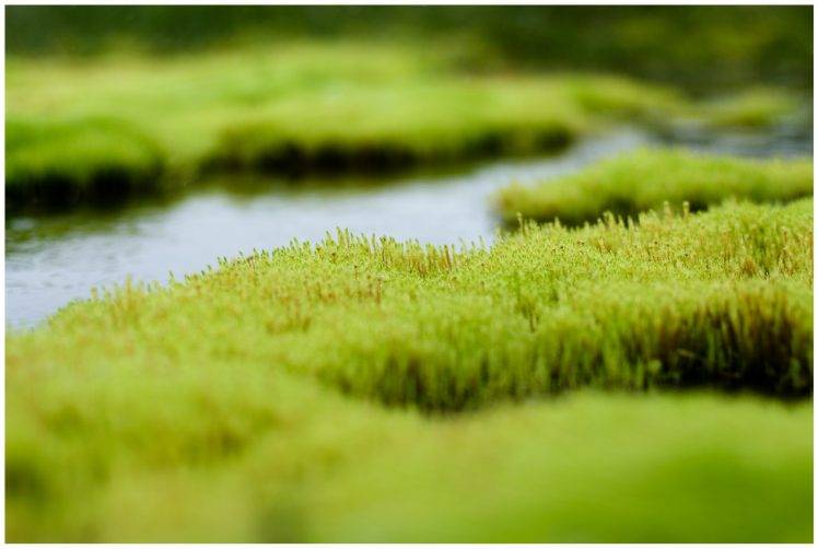 grass, River, Closeup, Depth Of Field HD Wallpaper Desktop Background