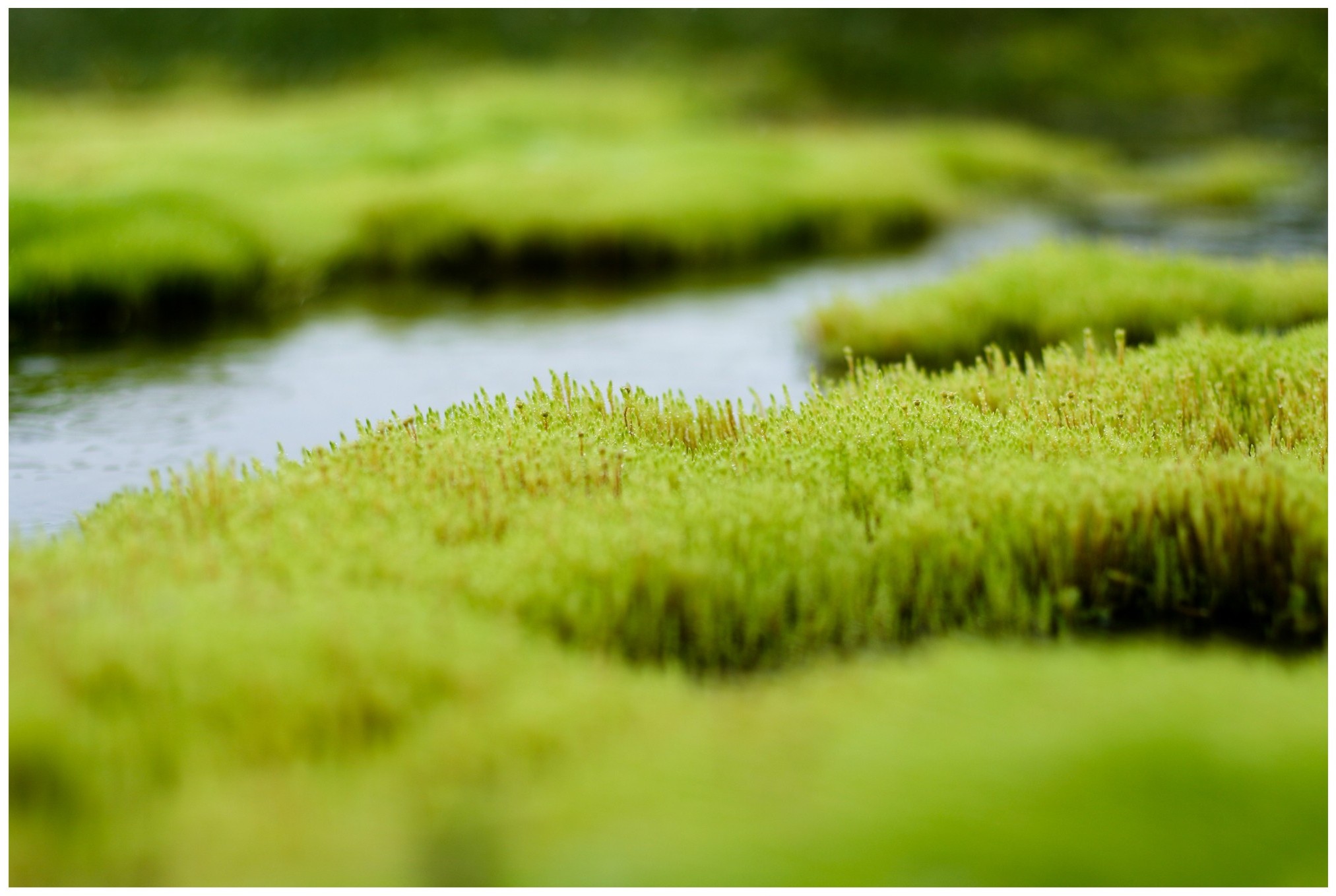 grass, River, Closeup, Depth Of Field Wallpaper