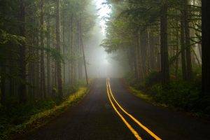 nature, Trees, Forest, Mist, Road, Plants, Grass, Branch, Lines, Hill