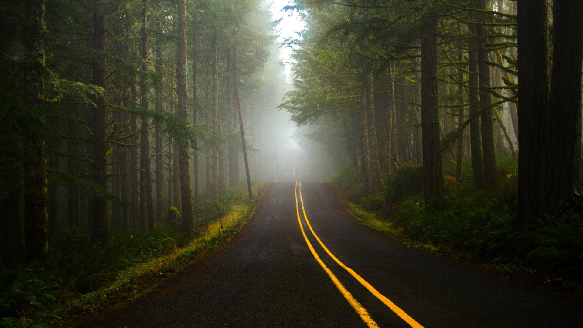 nature, Trees, Forest, Mist, Road, Plants, Grass, Branch, Lines, Hill Wallpaper