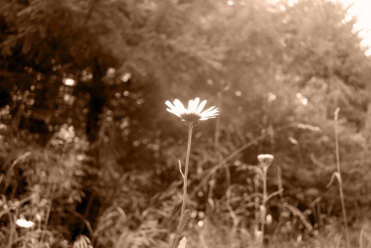 nature, Flowers, Sepia HD Wallpaper Desktop Background