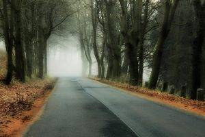 nature, Trees, Forest, Branch, Leaves, Wood, Mist, Abandoned, Road, Fall, Hill