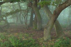 nature, Trees, Forest, Branch, Leaves, Wood, Mist, Grass, Plants
