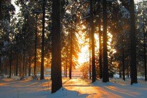 nature, Trees, Forest, Leaves, Sunlight, Winter, Snow, Shadow
