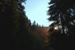 forest, Trees, Sky, Sun Rays, Nature, Morning