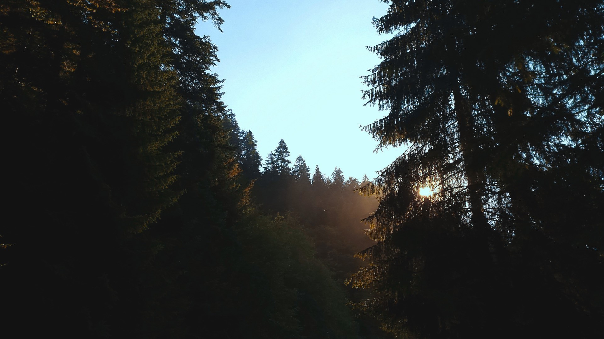 forest, Trees, Sky, Sun Rays, Nature, Morning Wallpaper