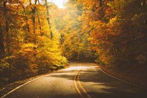 nature, Forest, Trees, Road, Fall