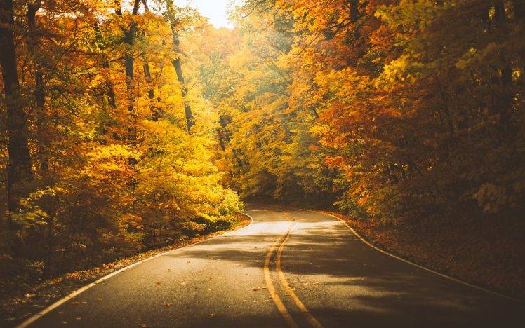 nature, Forest, Trees, Road, Fall HD Wallpaper Desktop Background