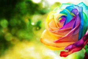 rose, Flowers, Colorful, Nature