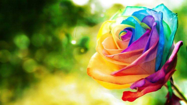 rose, Flowers, Colorful, Nature HD Wallpaper Desktop Background