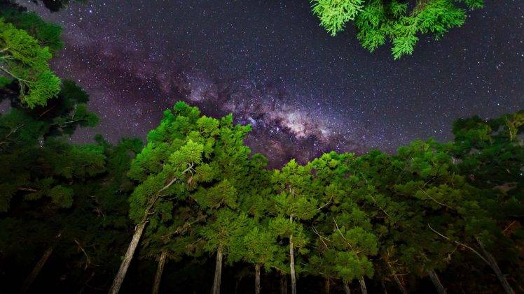 nature, Trees, Forest, Branch, Leaves, Wood, Worms Eye View, Night, Milky Way, Stars, Clear Sky HD Wallpaper Desktop Background