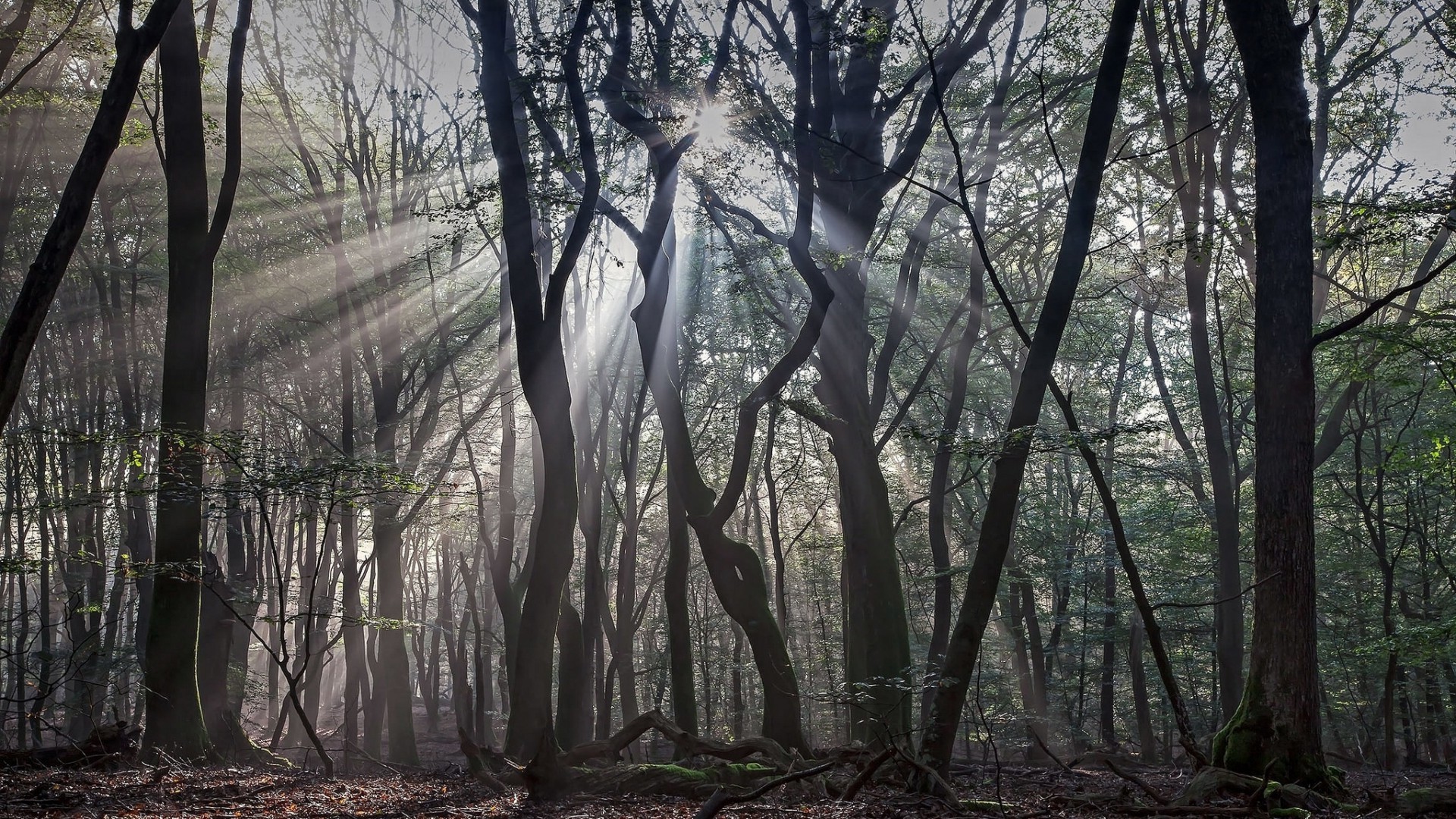 nature, Trees, Forest, Branch, Leaves, Wood, Mist, Sun Rays, Dead Trees