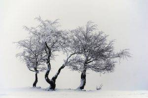 photography, Nature, Snow, Trees, White