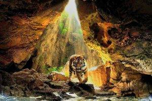 tiger, Cave, Sunlight, Nature