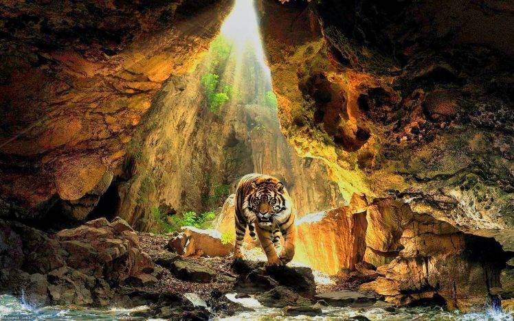 tiger, Cave, Sunlight, Nature HD Wallpaper Desktop Background