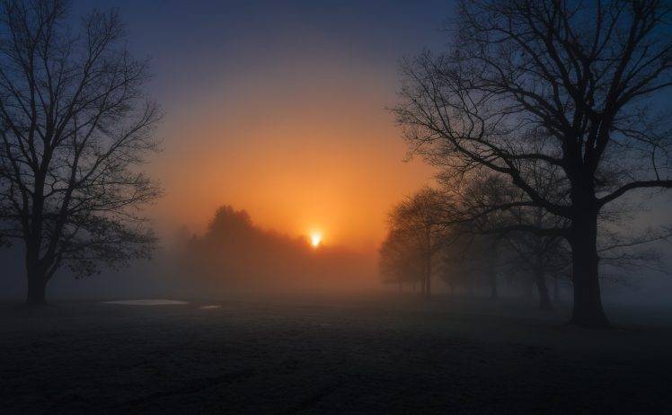 nature, Morning, Evening, Cold, Sunlight, Trees, Mist HD Wallpaper Desktop Background