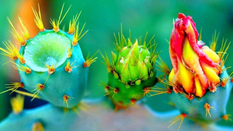 nature, Flowers, Closeup, Thorns, Colorful, Macro, Depth Of Field HD Wallpaper Desktop Background