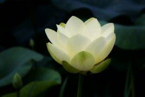 nature, Flowers, Closeup, Petals, Lotus Flowers, White Flowers, Leaves, Symbolic, Buddhism