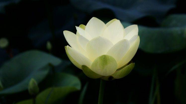 nature, Flowers, Closeup, Petals, Lotus Flowers, White Flowers, Leaves, Symbolic, Buddhism HD Wallpaper Desktop Background
