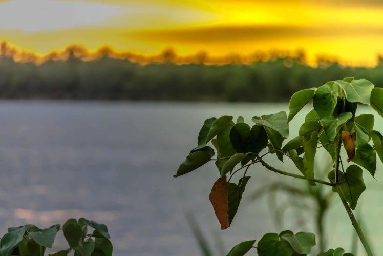 macro, Leaves, Sunset, Nature HD Wallpaper Desktop Background