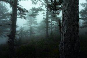 forest, Mist, Nature