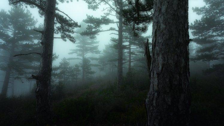 forest, Mist, Nature HD Wallpaper Desktop Background