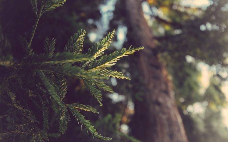 nature, Forest, Leaves HD Wallpaper Desktop Background