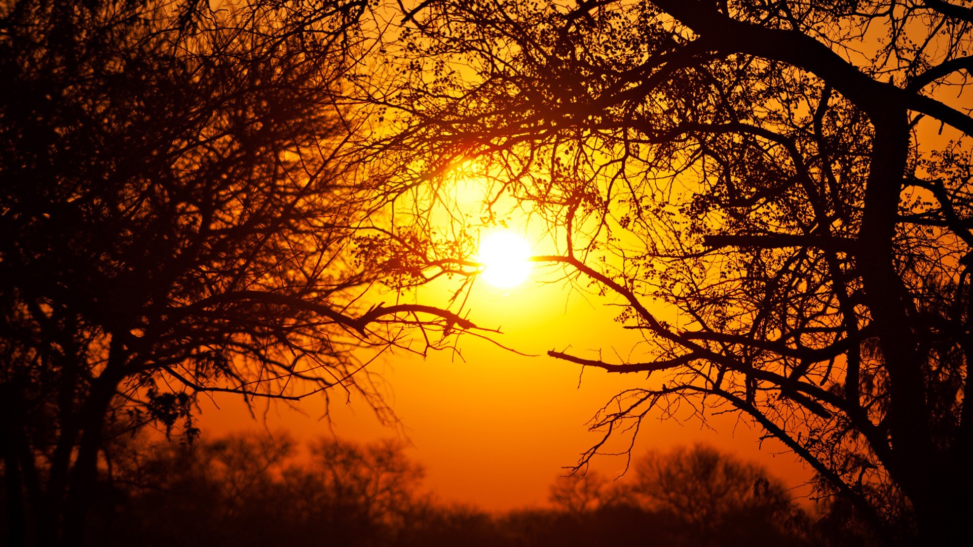 South Africa, Nature, National Park, Sun, Trees Wallpaper