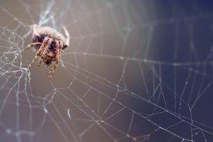 spider, Nature, Macro, Spiderwebs