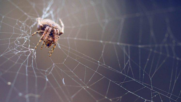 spider, Nature, Macro, Spiderwebs HD Wallpaper Desktop Background