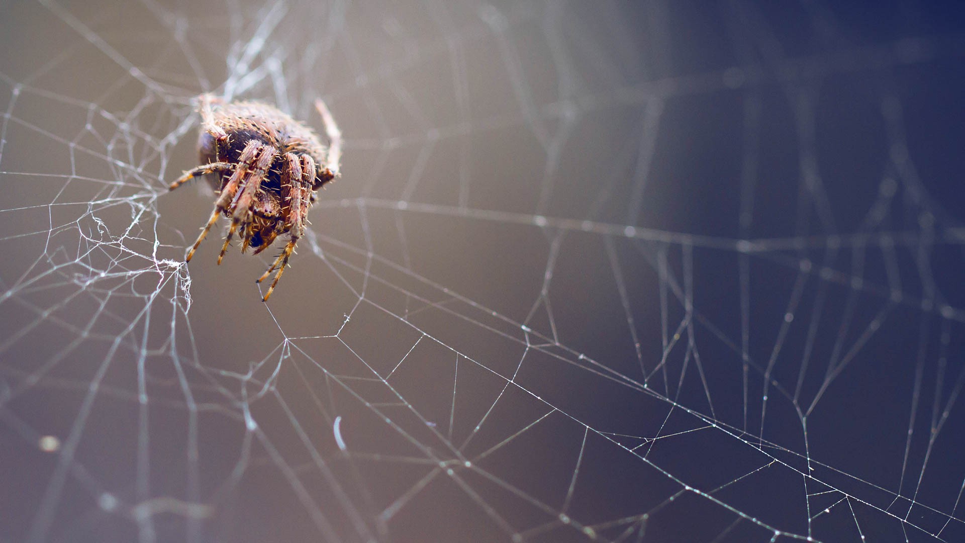spider, Nature, Macro, Spiderwebs Wallpaper