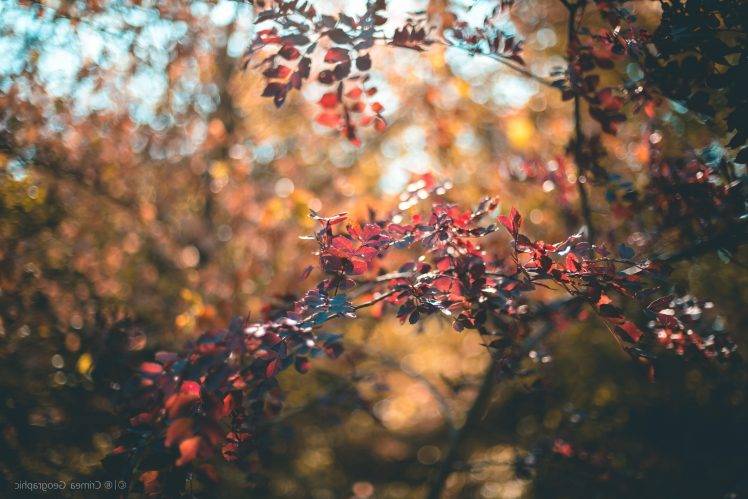 Crimea, Nature, Leaves, Bokeh, Depth Of Field HD Wallpaper Desktop Background