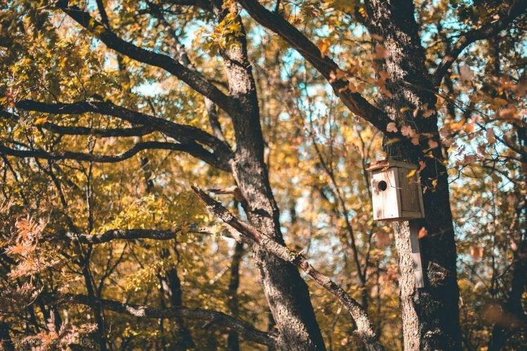 Crimea, Nature, Birdhouses, Trees HD Wallpaper Desktop Background